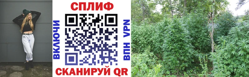 Бошки Шишки THC 21%  купить наркоту  Волосово 